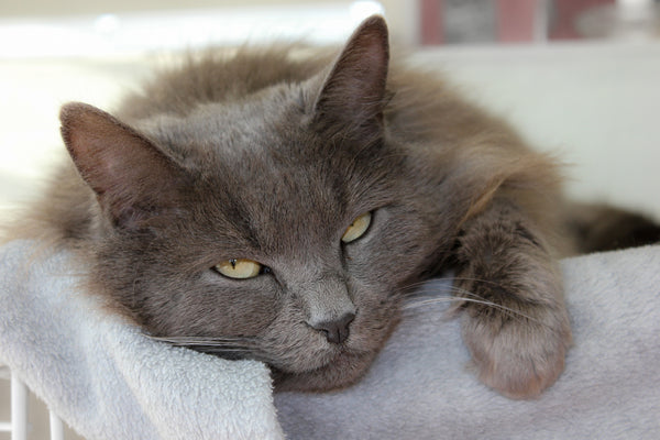 Nebelung cat sleeping