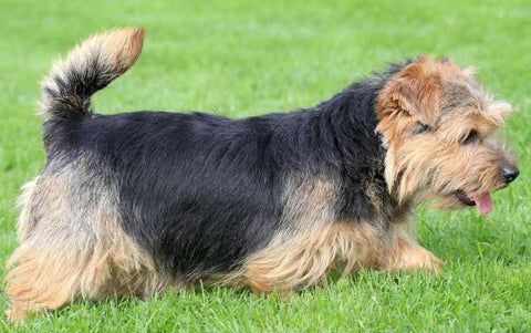 norfolk terrier