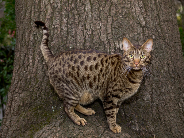 Camouflage Ocicat