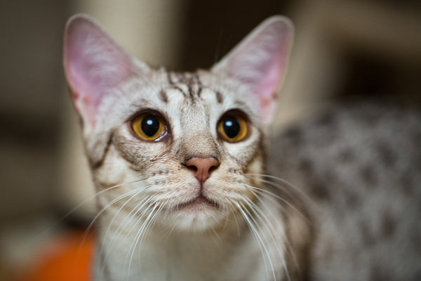 Grey and white Ocicat looking at the camera close up