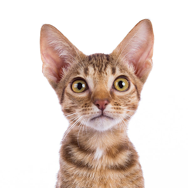 Close up of a Ocicat kitten