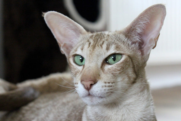 Oriental cat green eyes