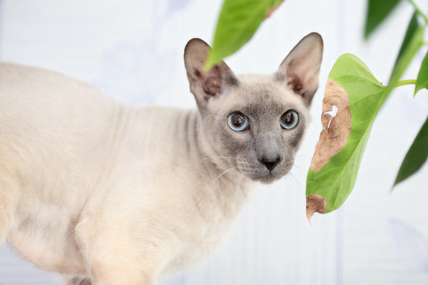 Peterbald Sphynx cat with some plants