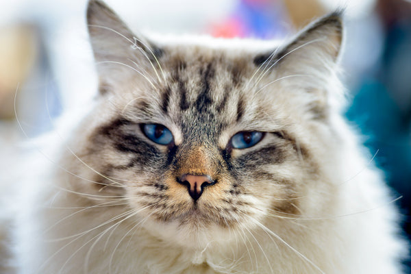 Raggamuffin cat with blue eyes and white and brown fur