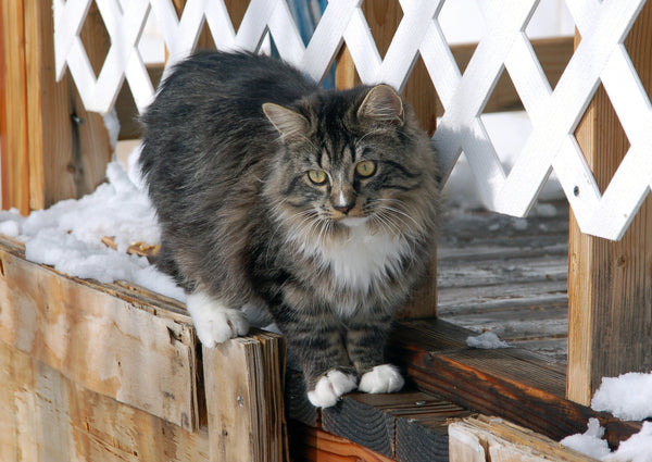 Long haired Ragamuffin cat in the snow