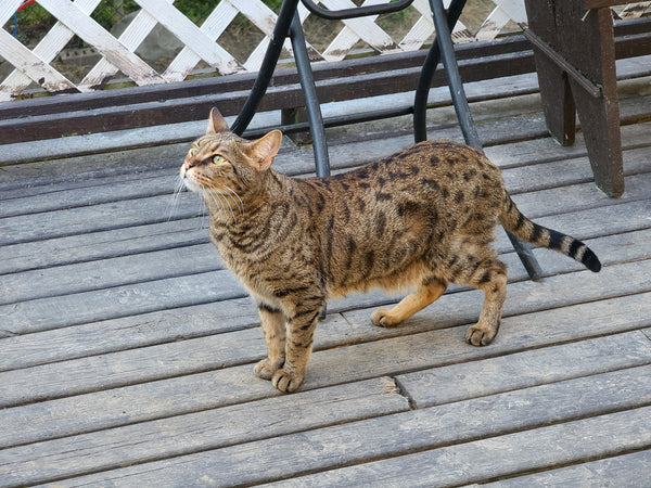 Savannah cat on the garden decking