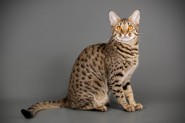 Full body portrait of a Savannah cat