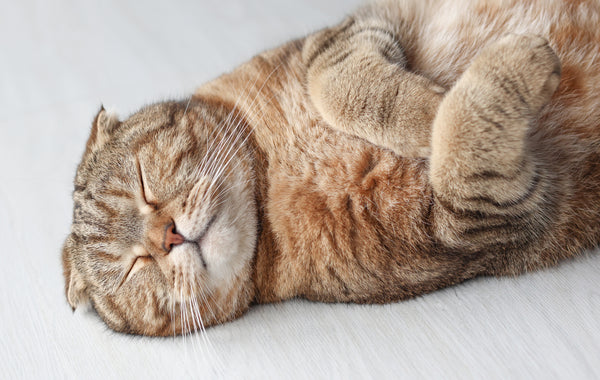 Lazy cuddly sleepy Scottish Fold cat