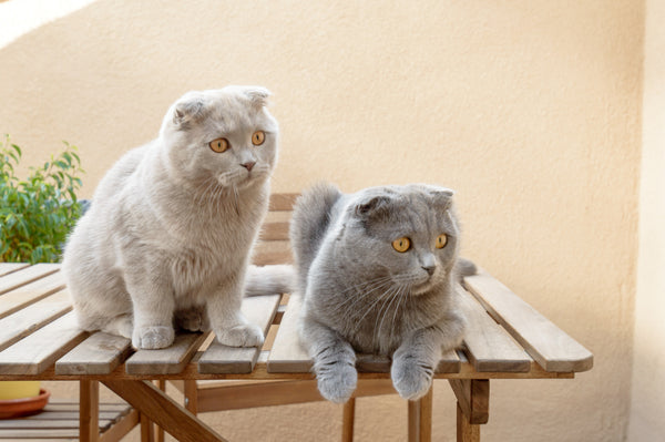 Two Scottish Fold cats looking at something