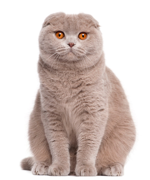 Light grey Scottish Fold cat sitting pretty