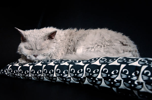 Selkirk rex cat sleeping