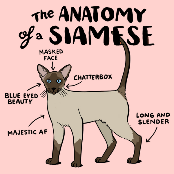 Siamese Cat