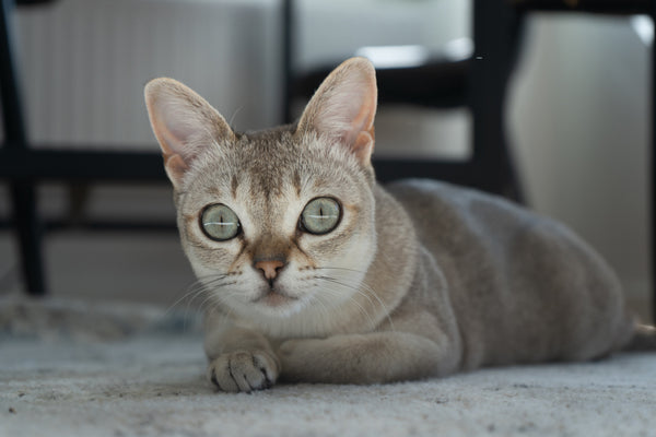 Singapura cat looking at the camera