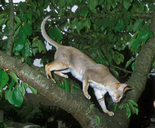 Singapura cat in the trees