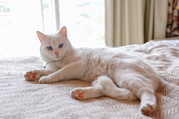 Turkish angora cat lying down