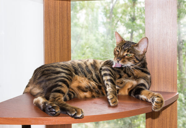 Toyger cat grooming