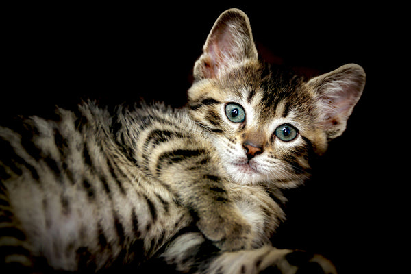 Toyger kitten with a black background