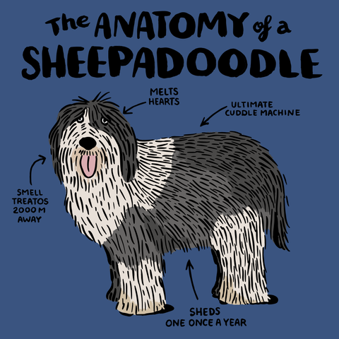 Sheepadoodle Breed Guide