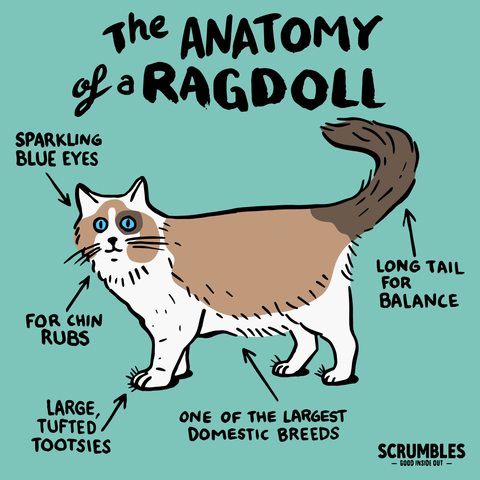 Ragdoll cat