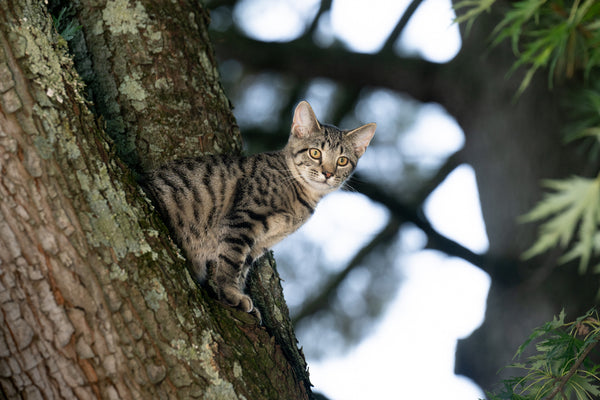 American bobtail cat in a tree