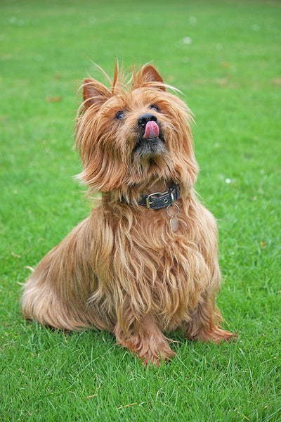 40 Small Dog Breeds