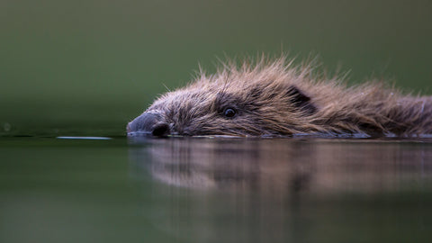 beavers