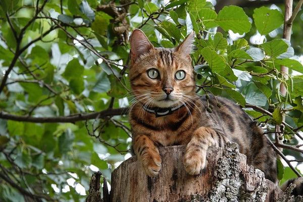 bengal cat climbing