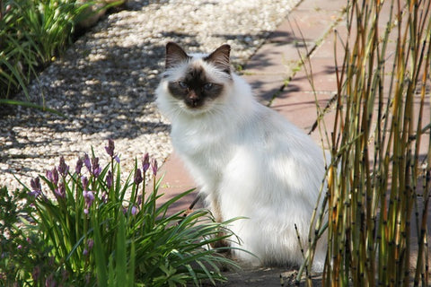 birman cat