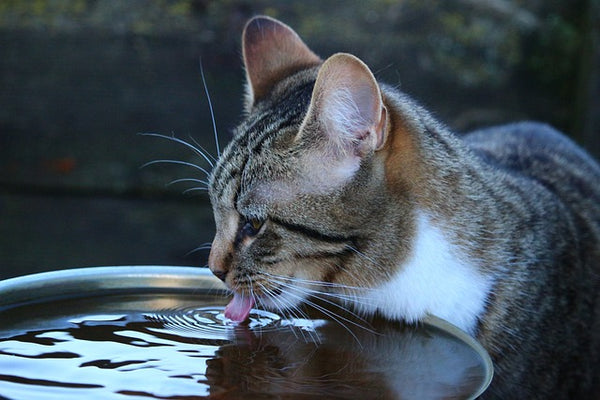 Cat Tongues Explained