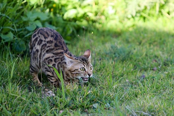 bengal cat