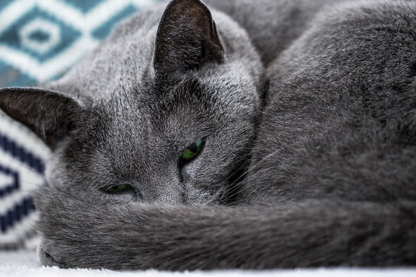 Russian Blue feed guide