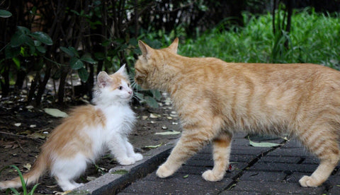 Introducing a kitten to a cat