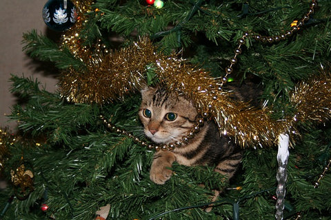 cat christmas