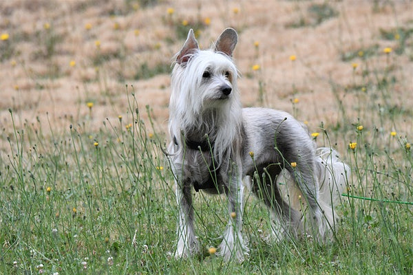 40 Small Dog Breeds