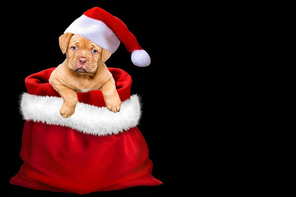 Dog's Christmas dinner Do's and Don'ts