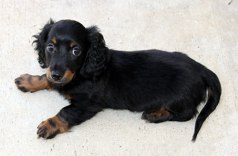 dachshund pup