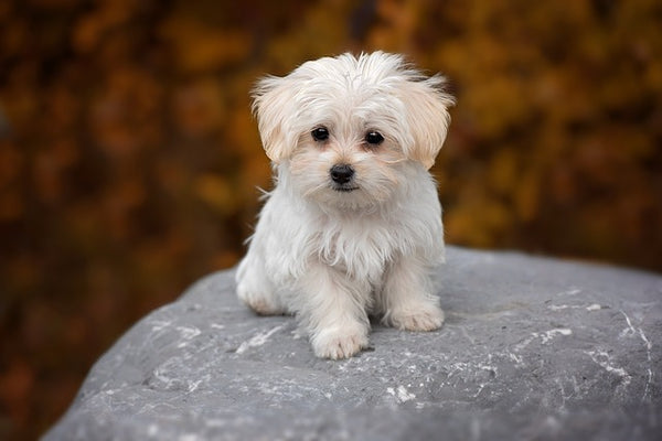 40 Small Dog Breeds