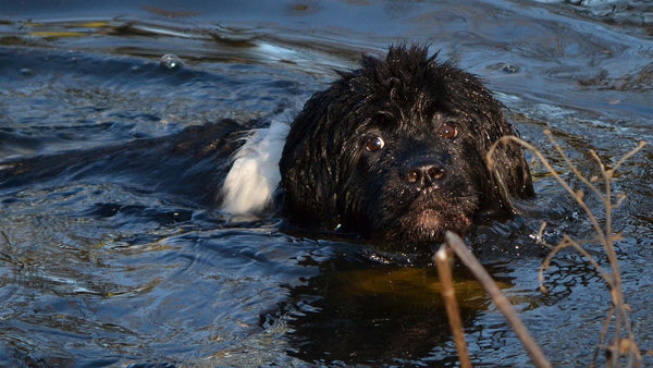 Newfoundland dog swimming