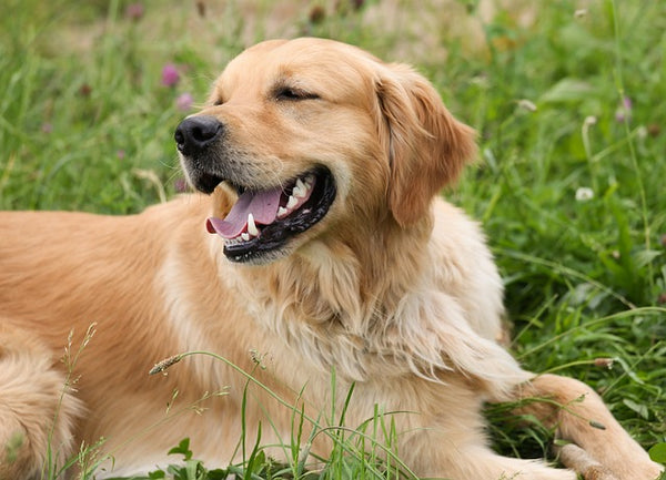 Golden Retriever Basics