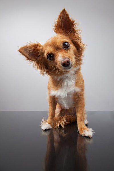 How to clean a dogs ear ?