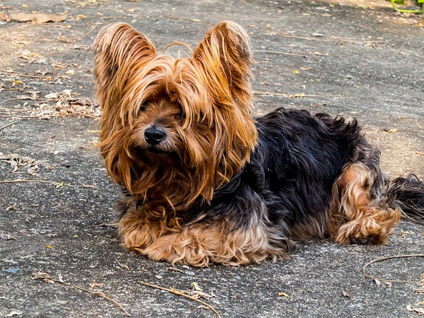 Yorkshire Terrier basics