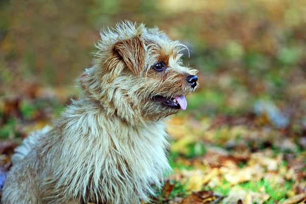 40 Small Dog Breeds