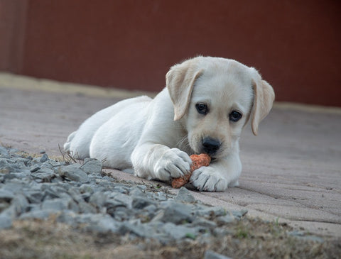 Can dogs eat raw pork ?