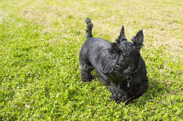 40 Small Dog Breeds