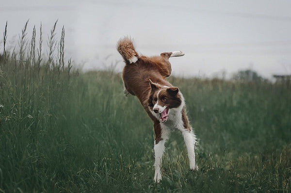 Are Border Collie's High Maintenance ?