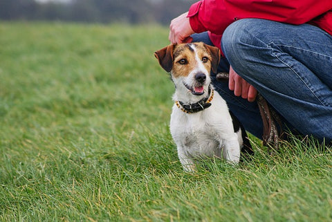 Are Jack Russell's good family dogs?