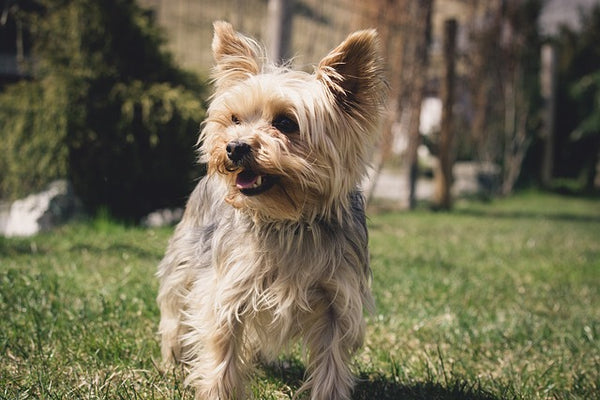 Do Yorkshire Terrier's Bark a lot?