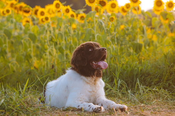 sunflower oil dogs