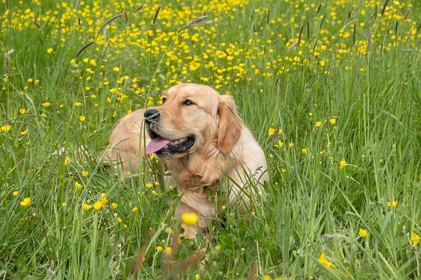 Are Golden Retrievers healthy?