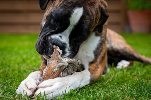 rawhide dog treats